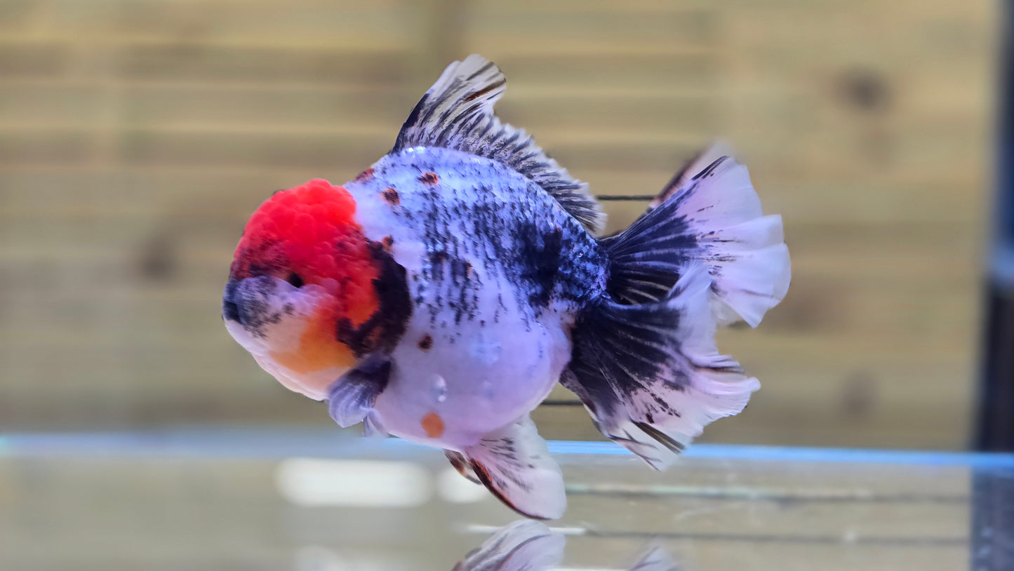 Jumbo Oranda J26008