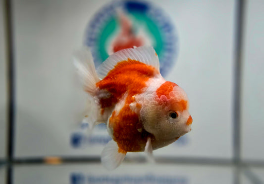 Sakura Oranda Aug001