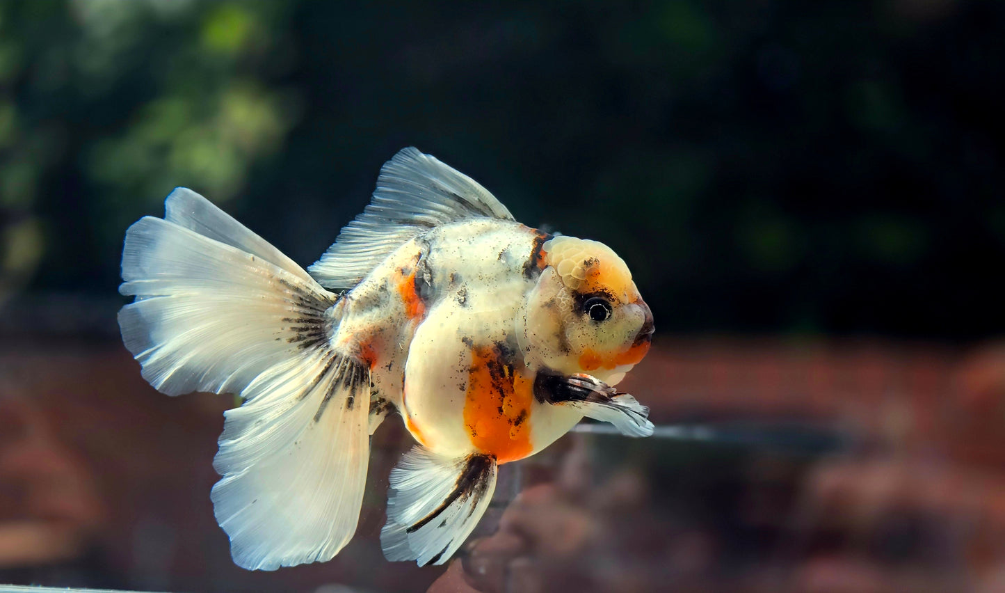 VHQ Jumbo Calico Oranda July2603 P