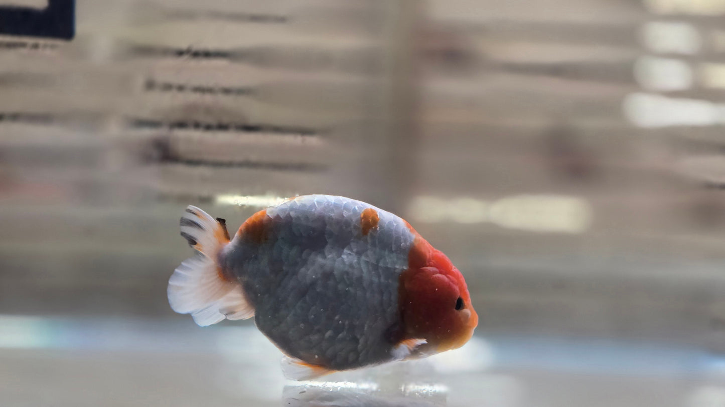 Ranchu J26049