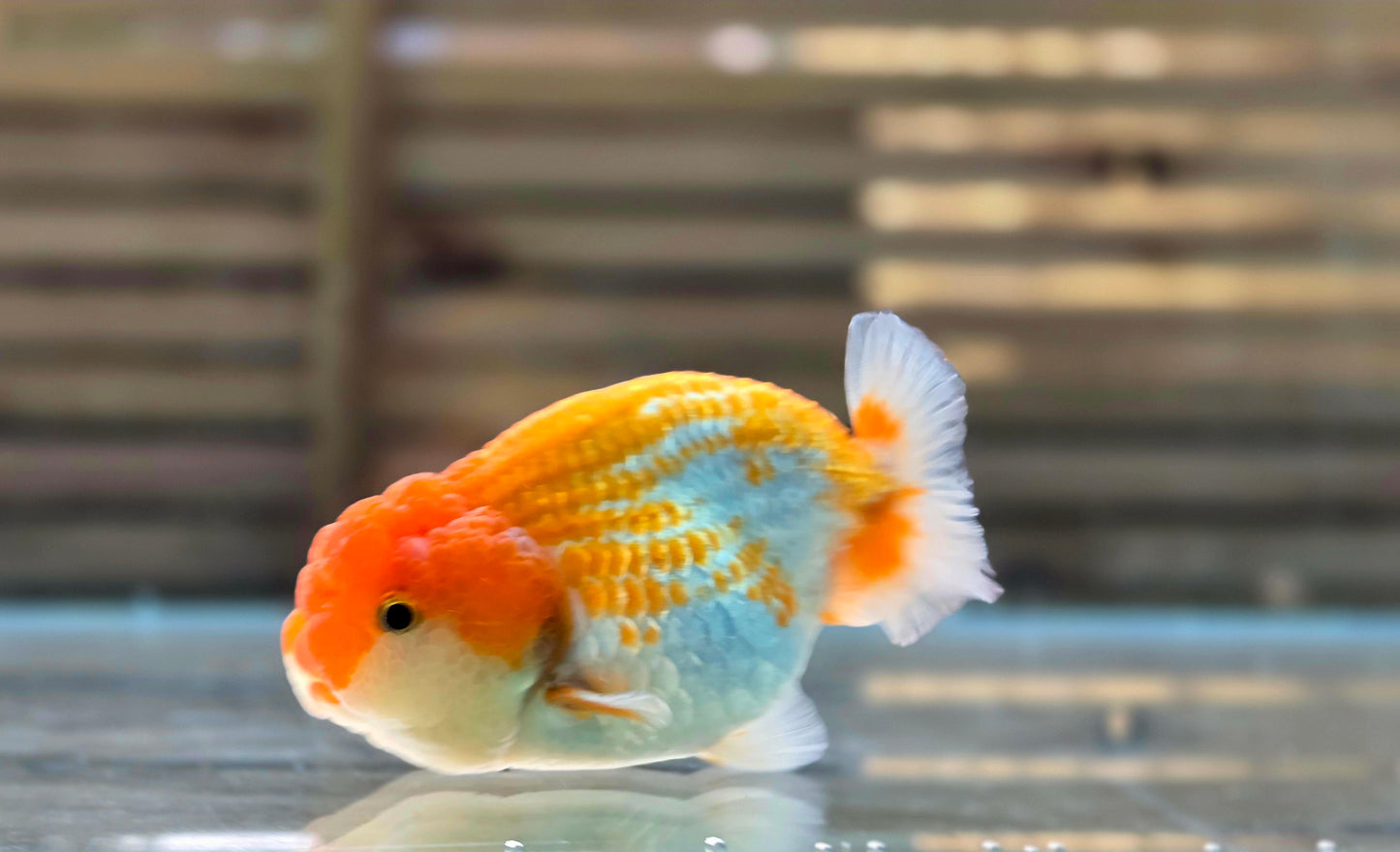 Ranchu A005