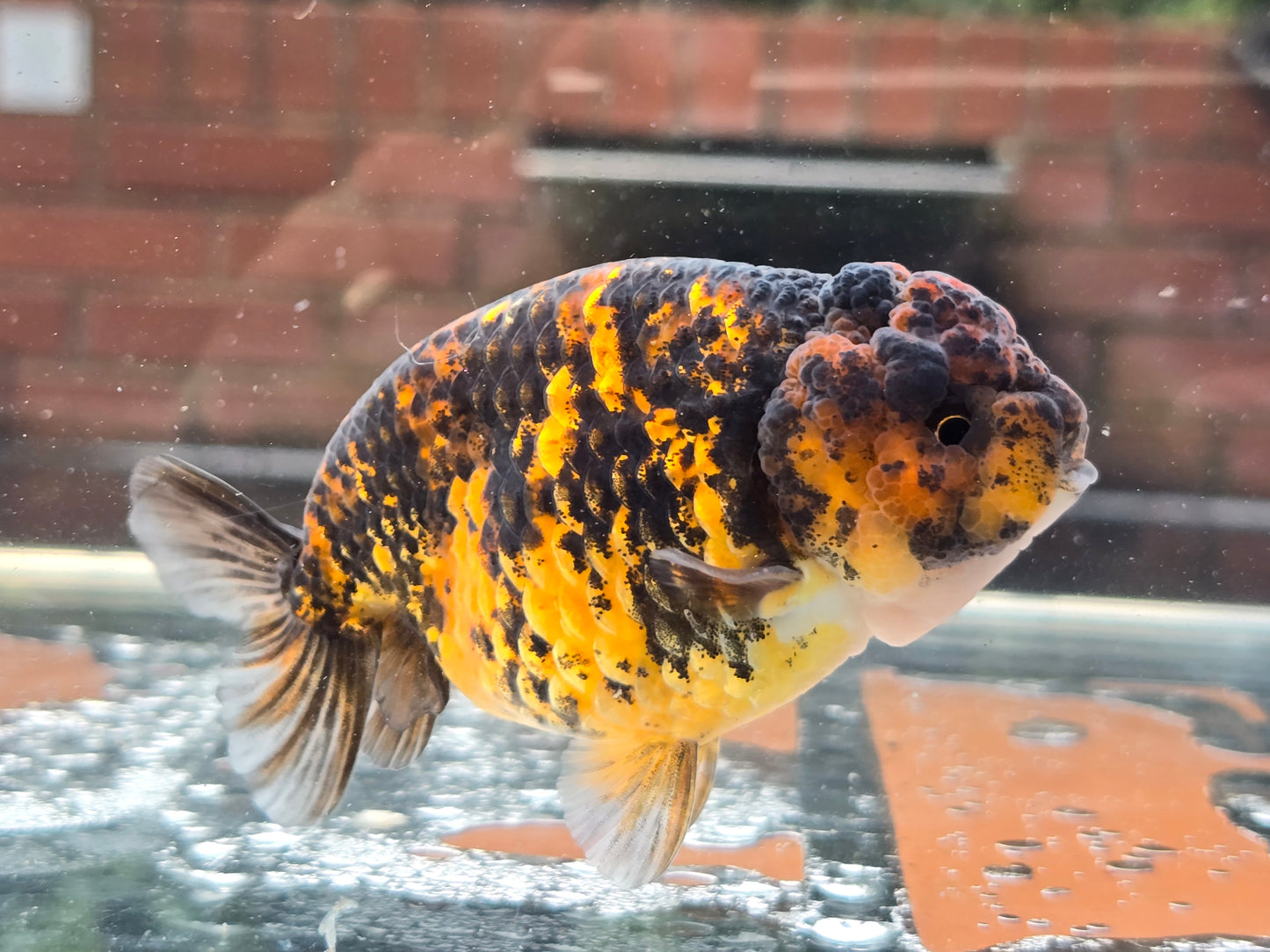 HQ Ranchu June069