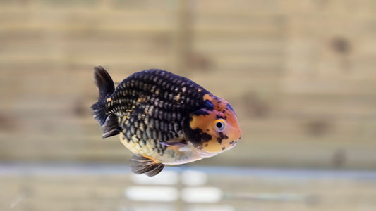 Ranchu J26045