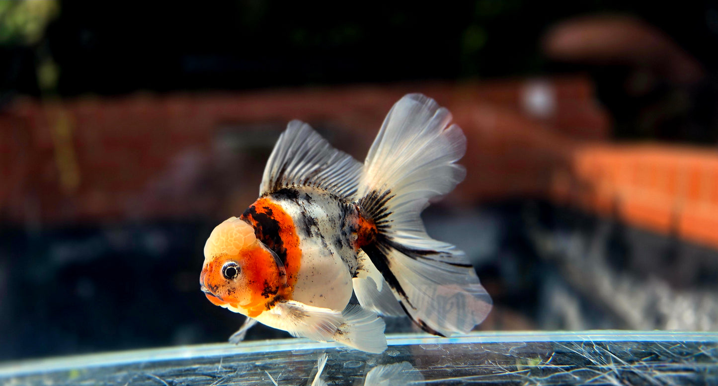 VHQ Jumbo Calico Oranda July2603 P
