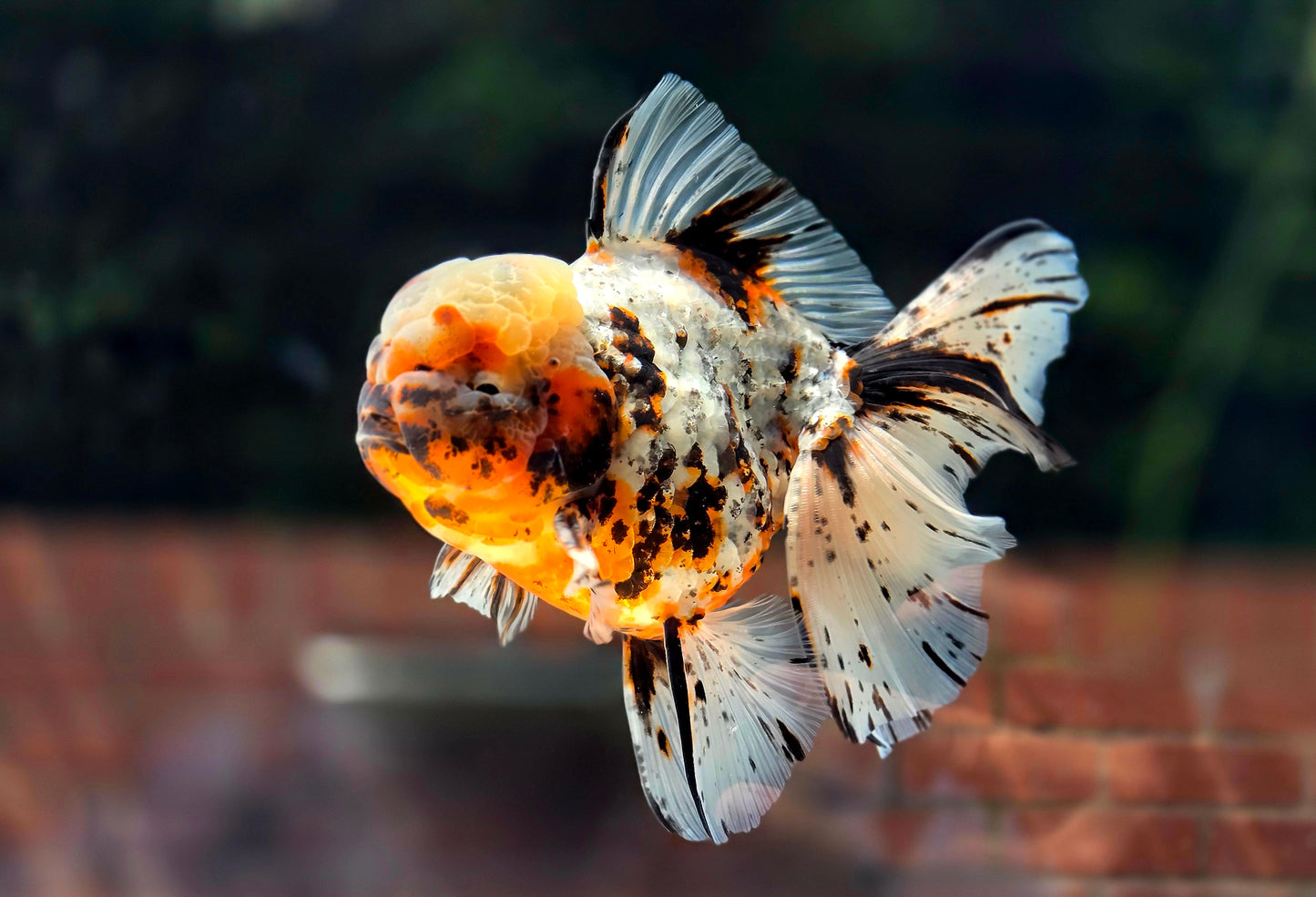 VHQ Jumbo Calico Oranda July2601 P