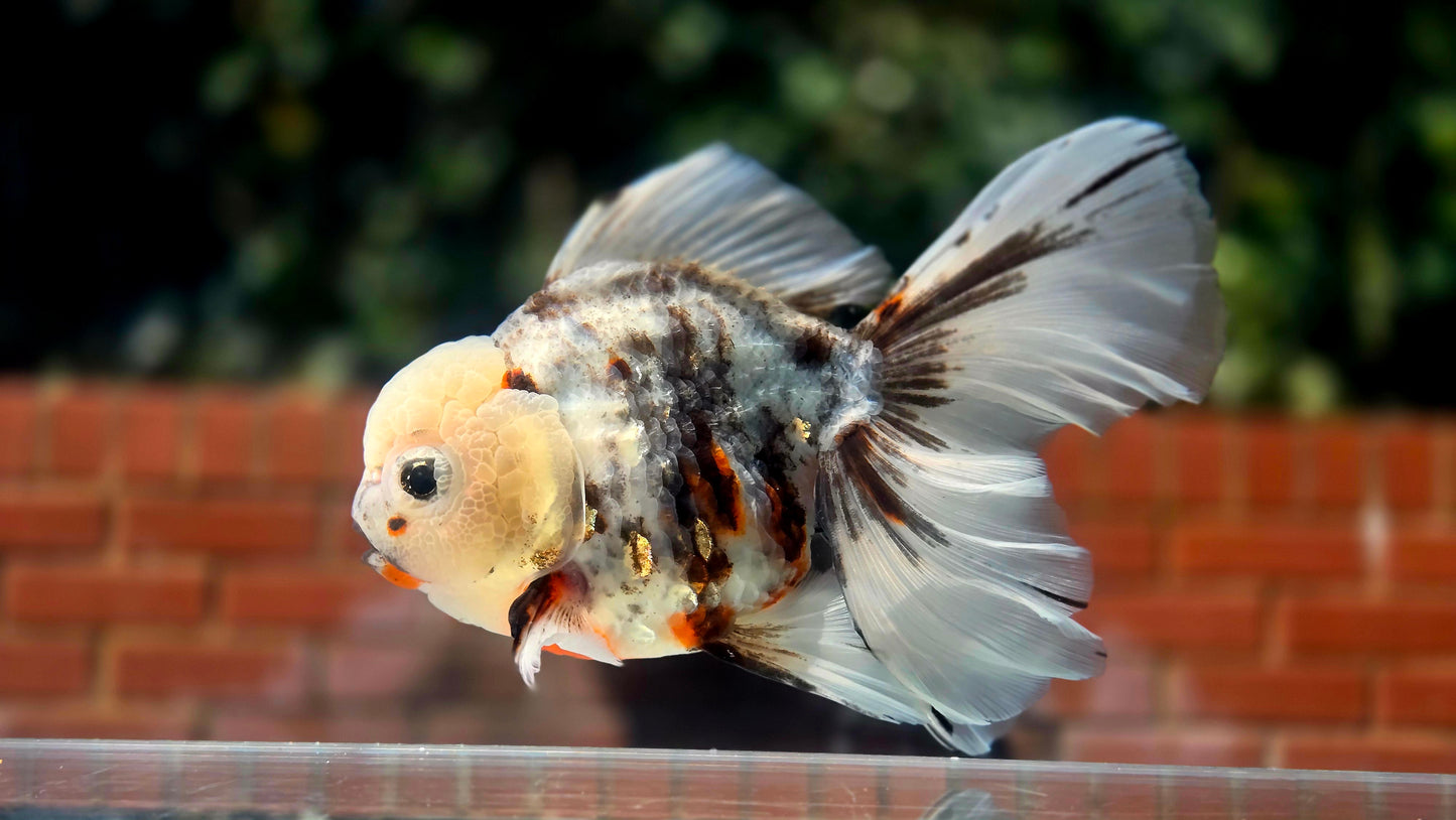 VHQ Jumbo Calico Oranda July2619 T3