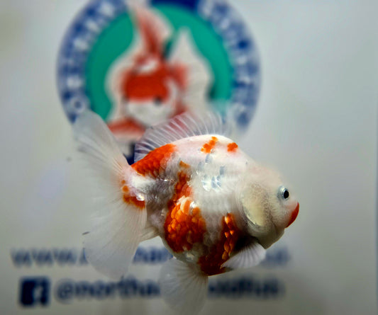 Sakura Oranda Aug002