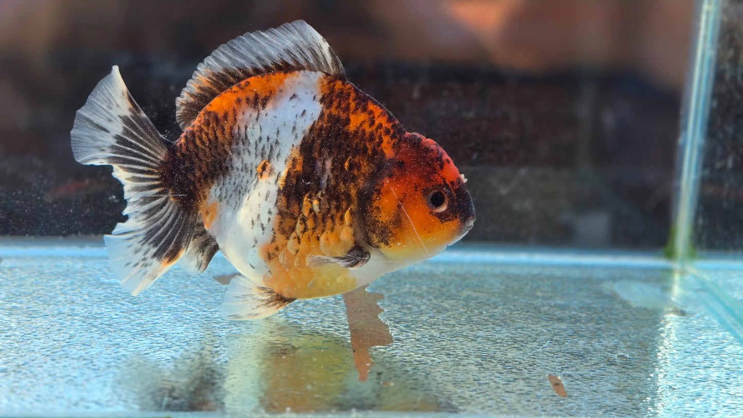 Oranda Short Tail Dec009