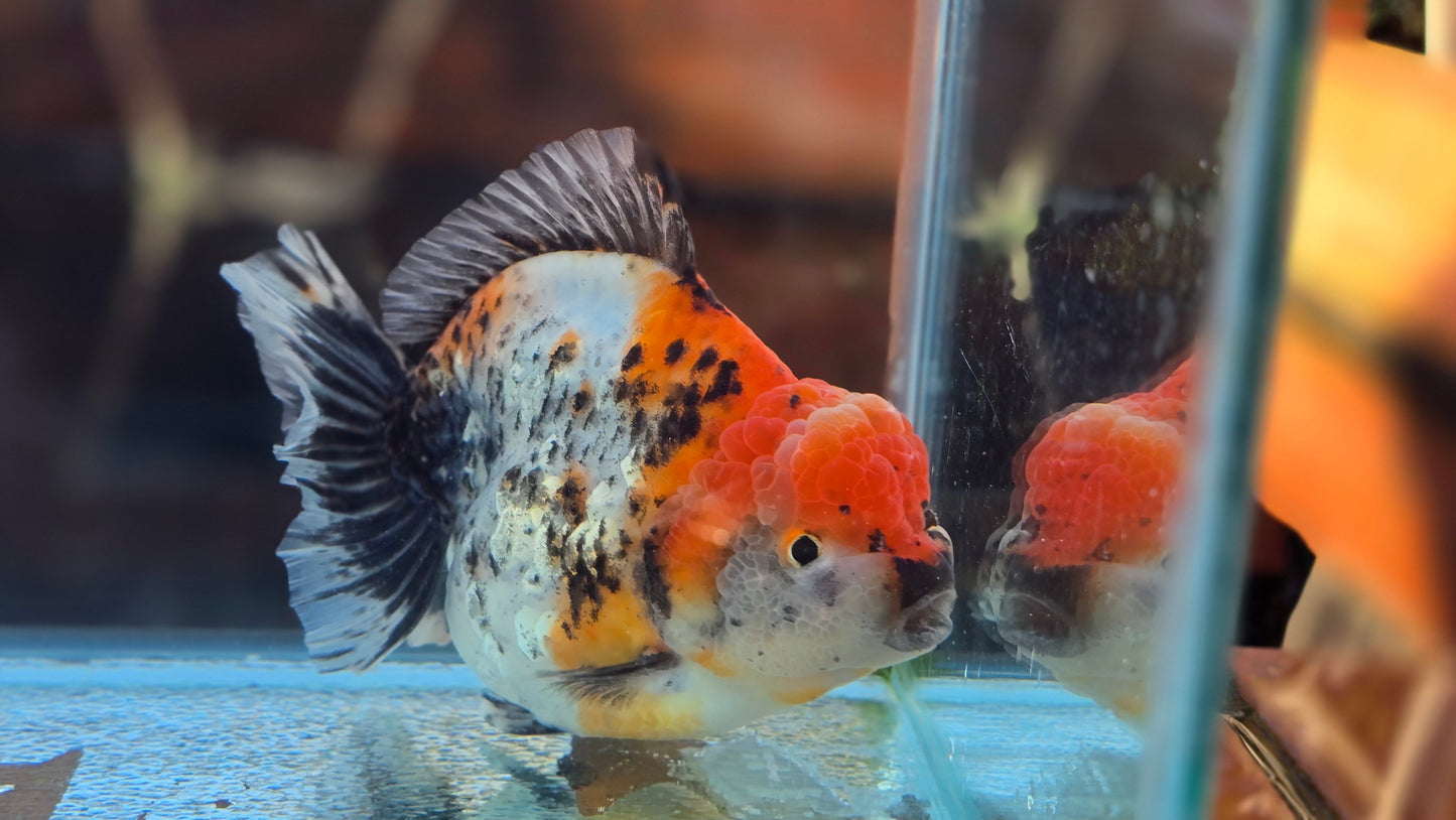 Jumbo Oranda Dec006