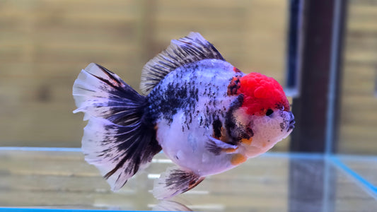 Jumbo Oranda J26008