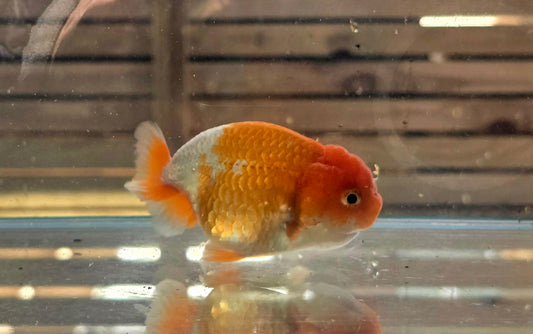 Ranchu A003