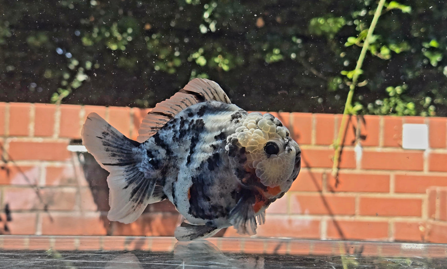 VHQ Jumbo Calico Oranda July2611 T6