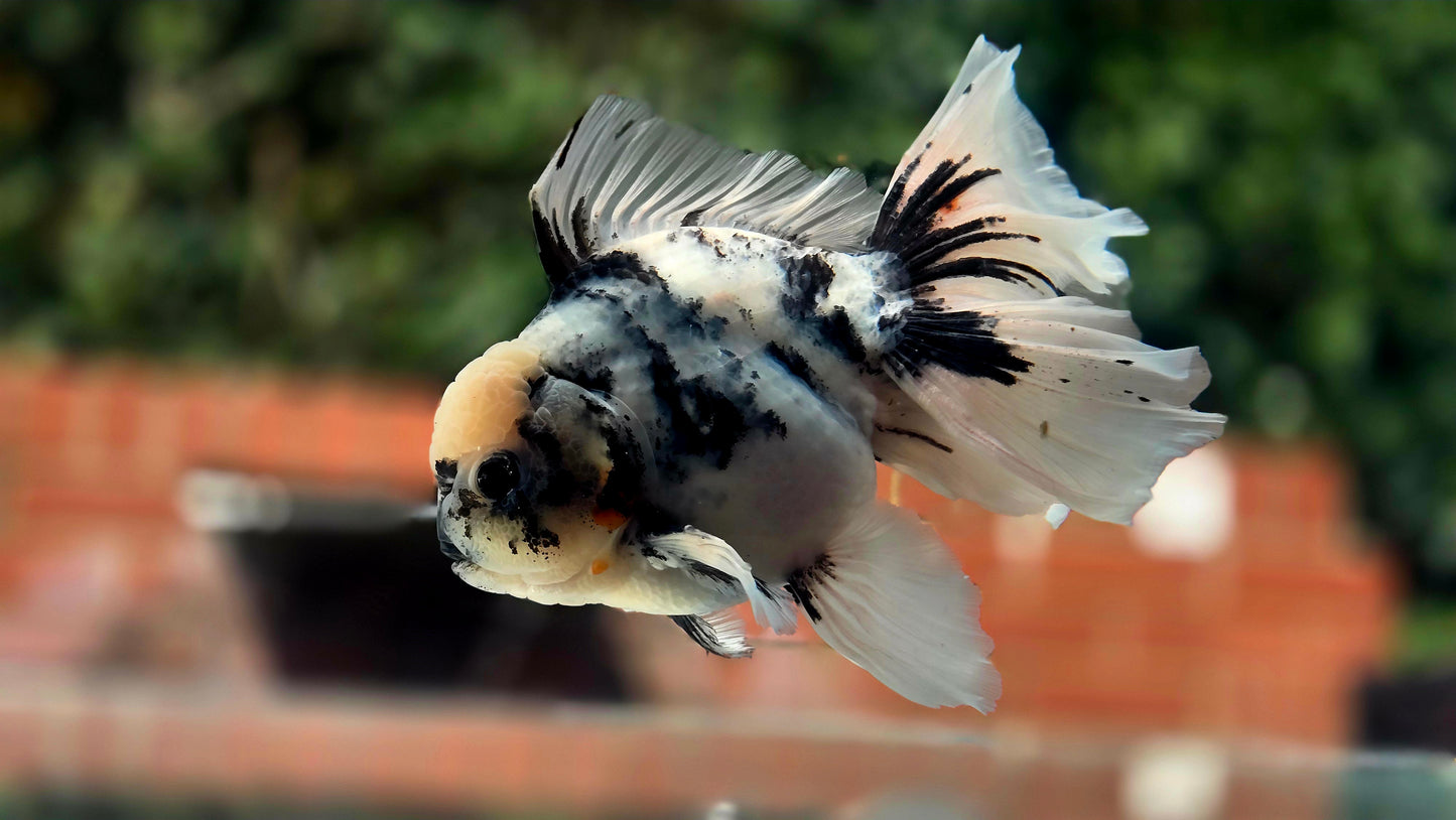 VHQ Jumbo Calico Oranda July2633 C1