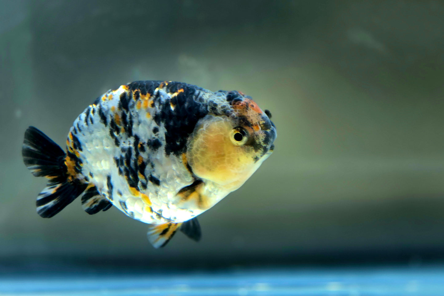 HQ Ranchu July2634 T1