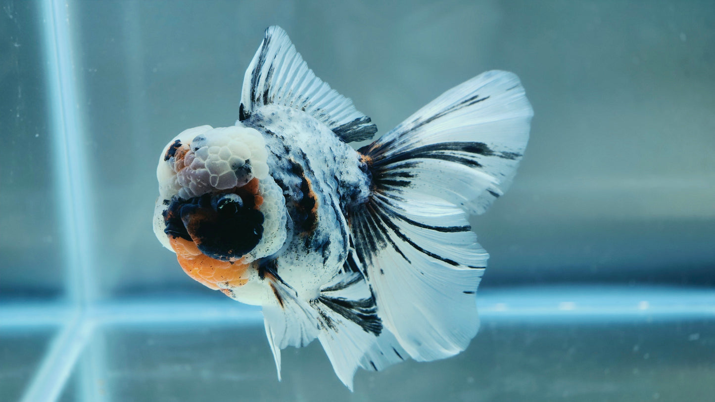 VHQ Jumbo Calico Oranda July2610 T5