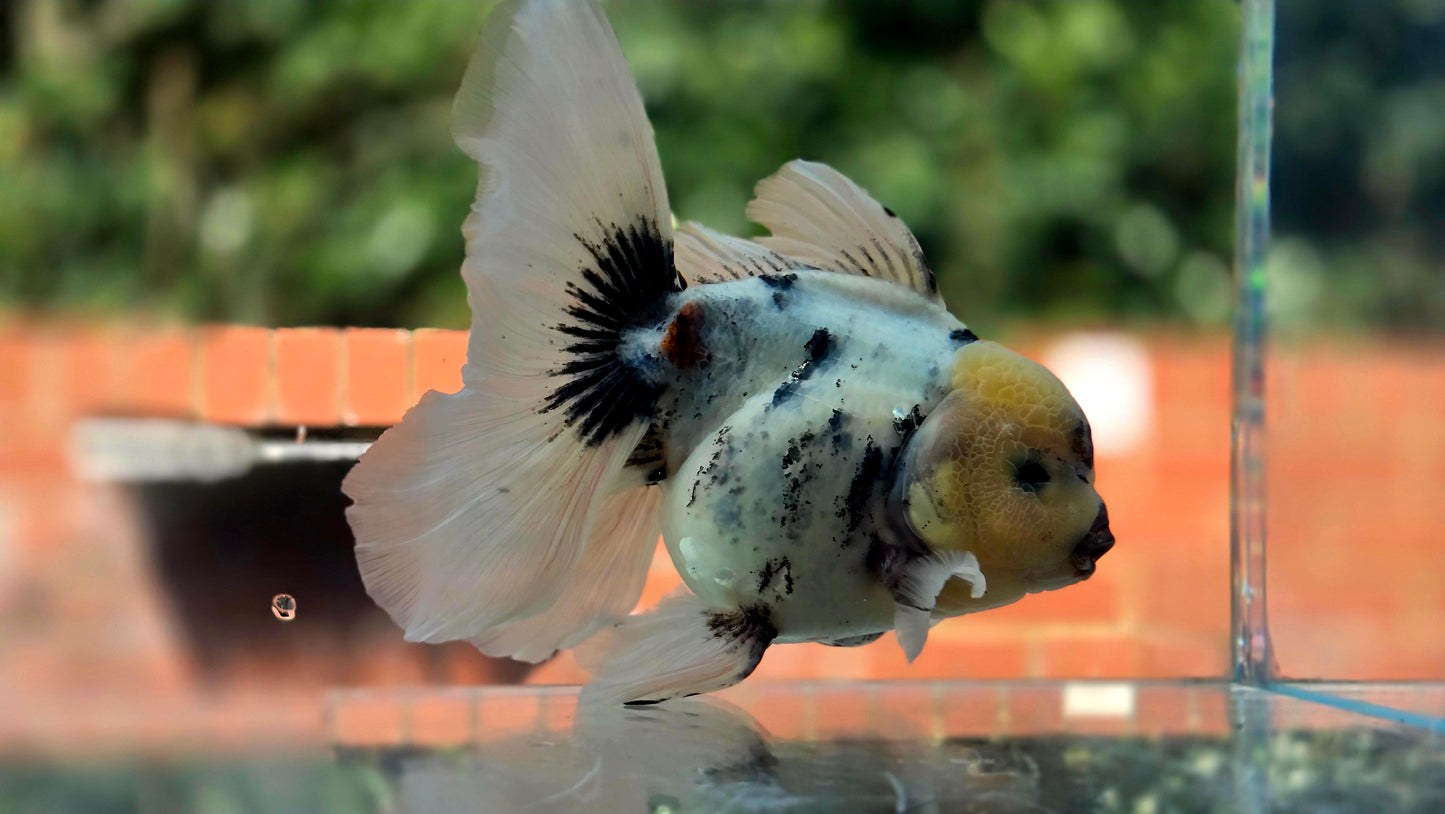 VHQ Jumbo Calico Oranda July2630 P
