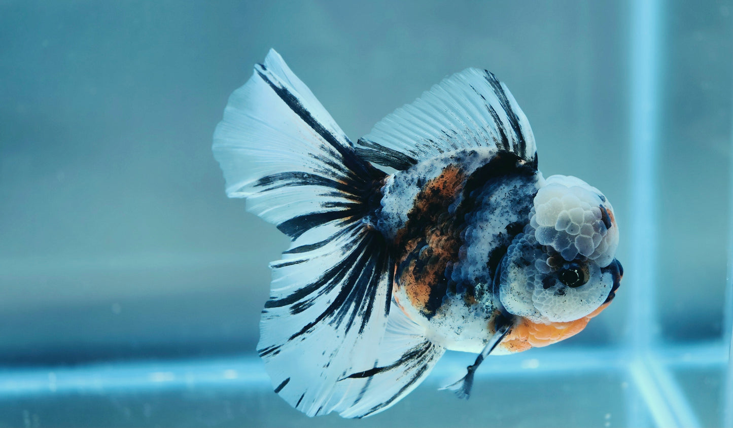 VHQ Jumbo Calico Oranda July2610 T5