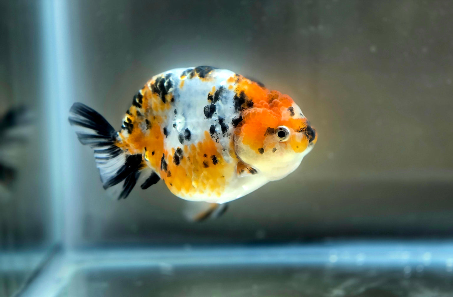 HQ Ranchu July2661 T2