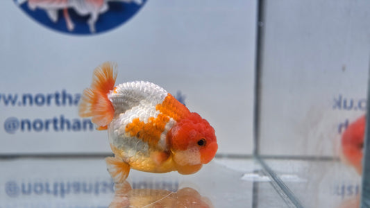 Ranchu J26013
