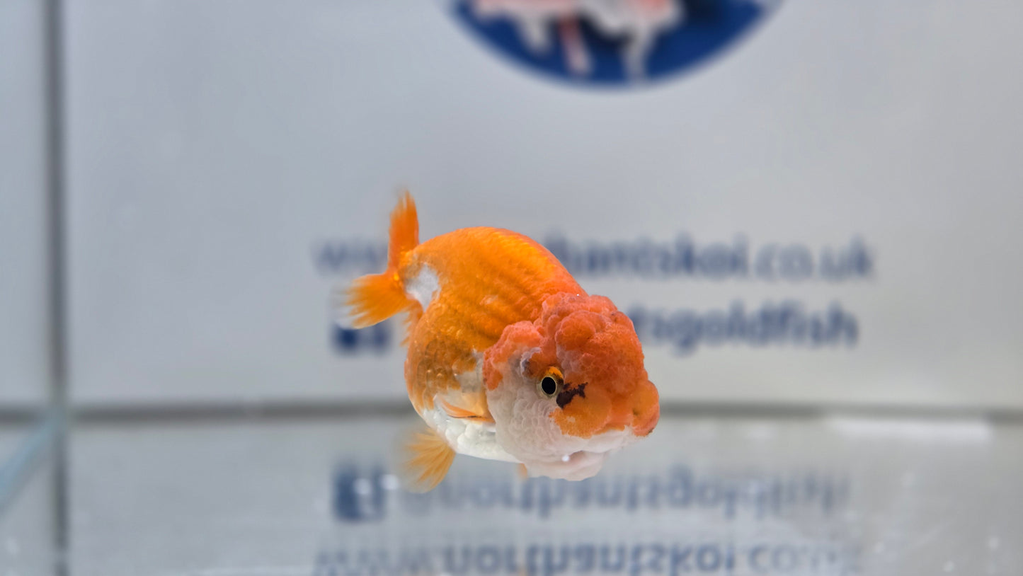 Ranchu J26028