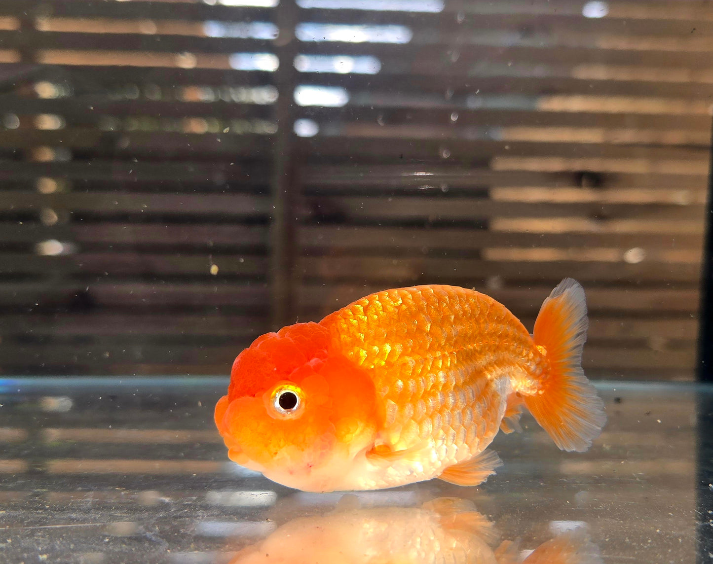 Ranchu A002