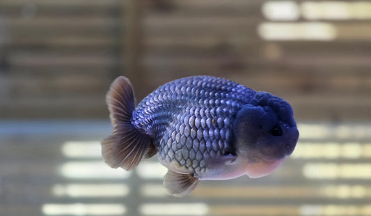 Ochiba Ranchu J26001