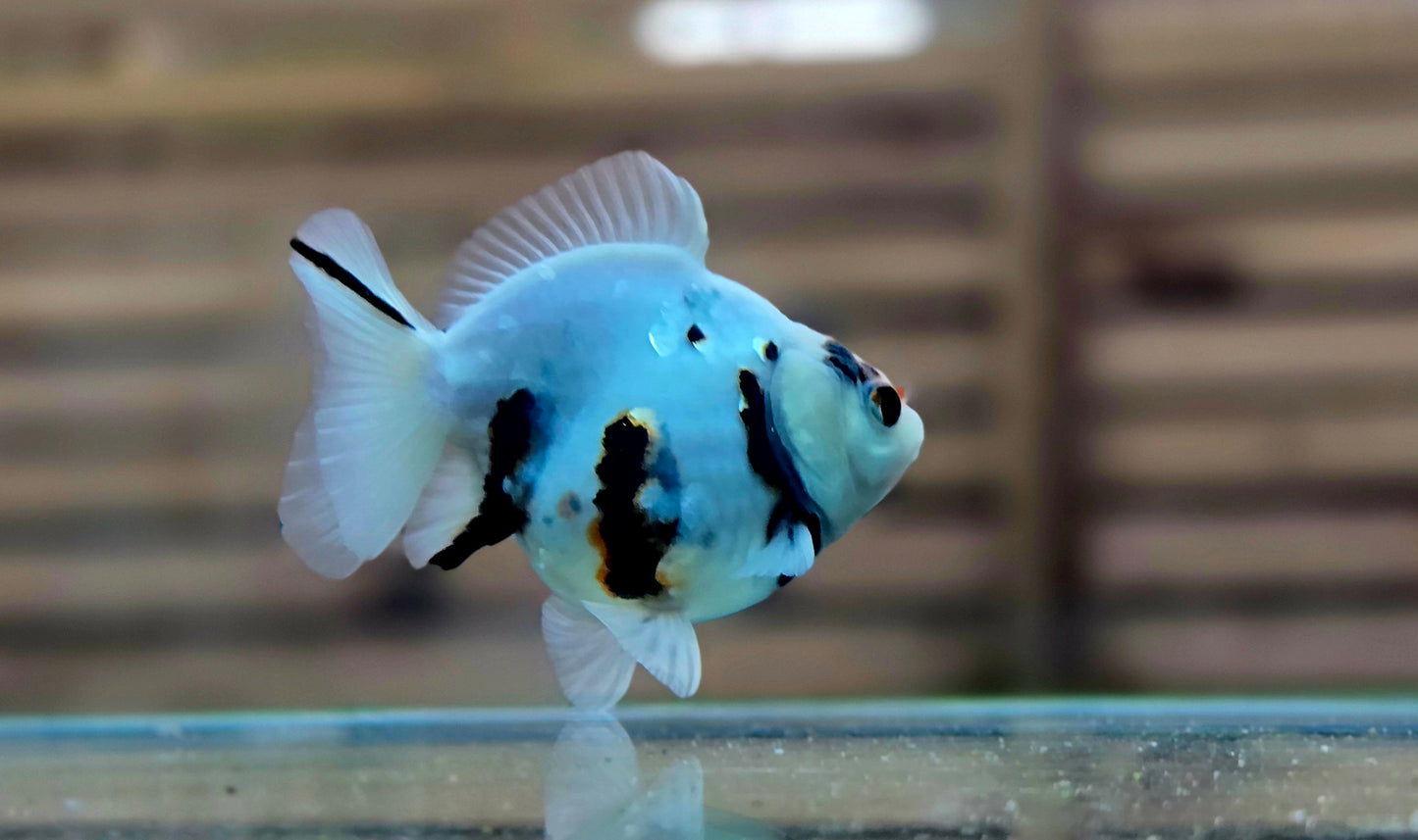 Calico Oranda May007