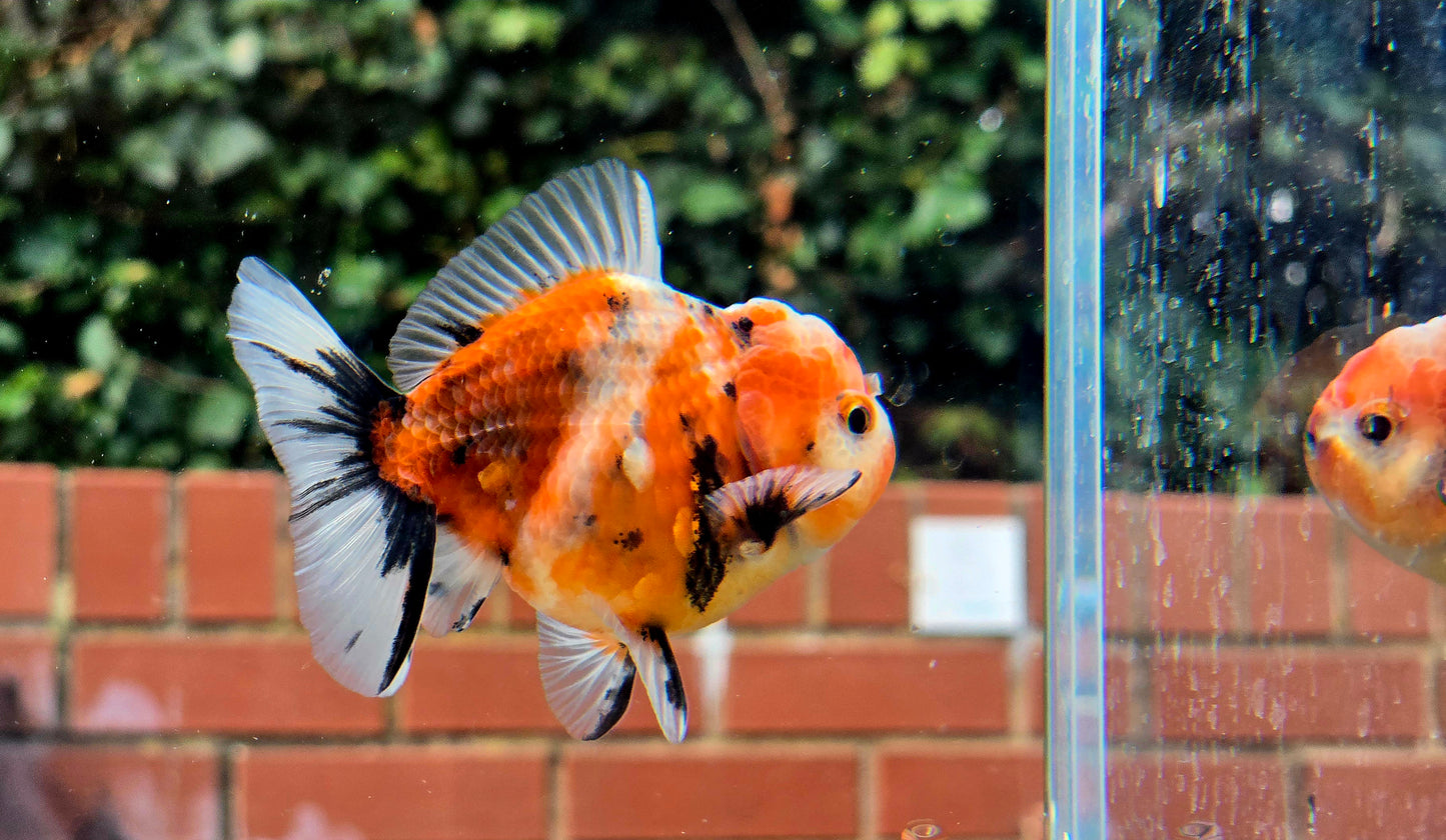 HQ Shogun Oranda July2667 C3