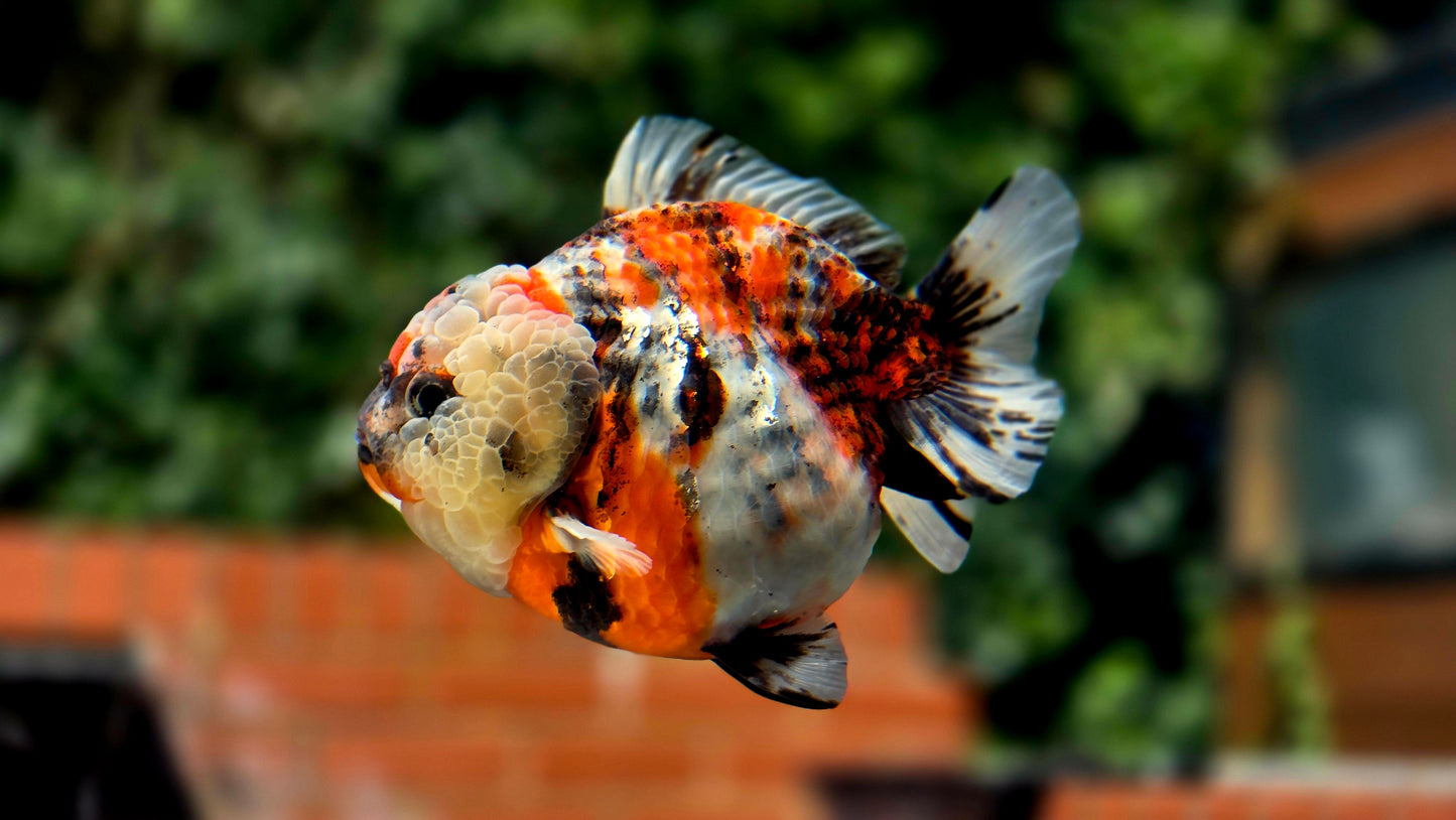 VHQ Jumbo Calico Oranda July2612 T6