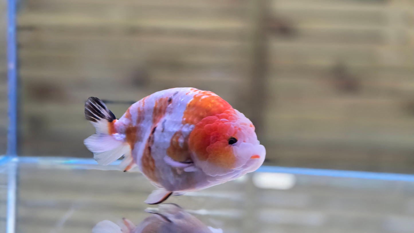 Ranchu J26032