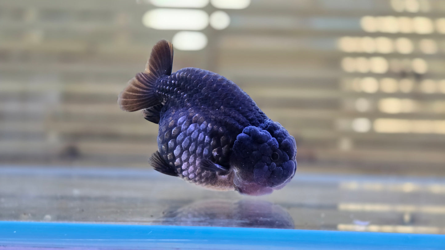Ochiba Ranchu J26003