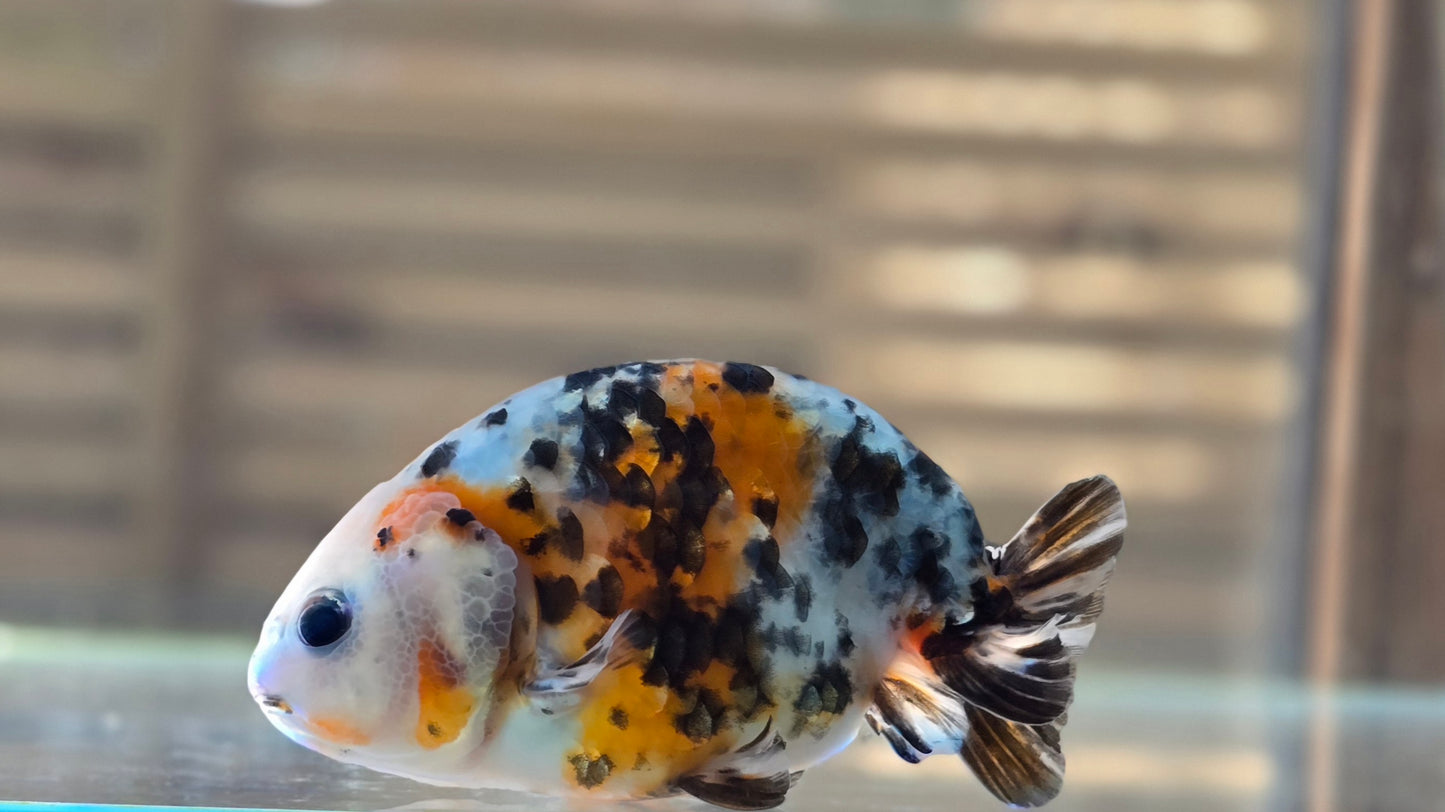 Calico Ranchu May001
