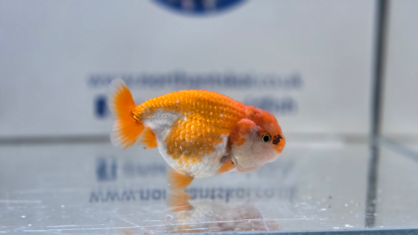 Ranchu J26028