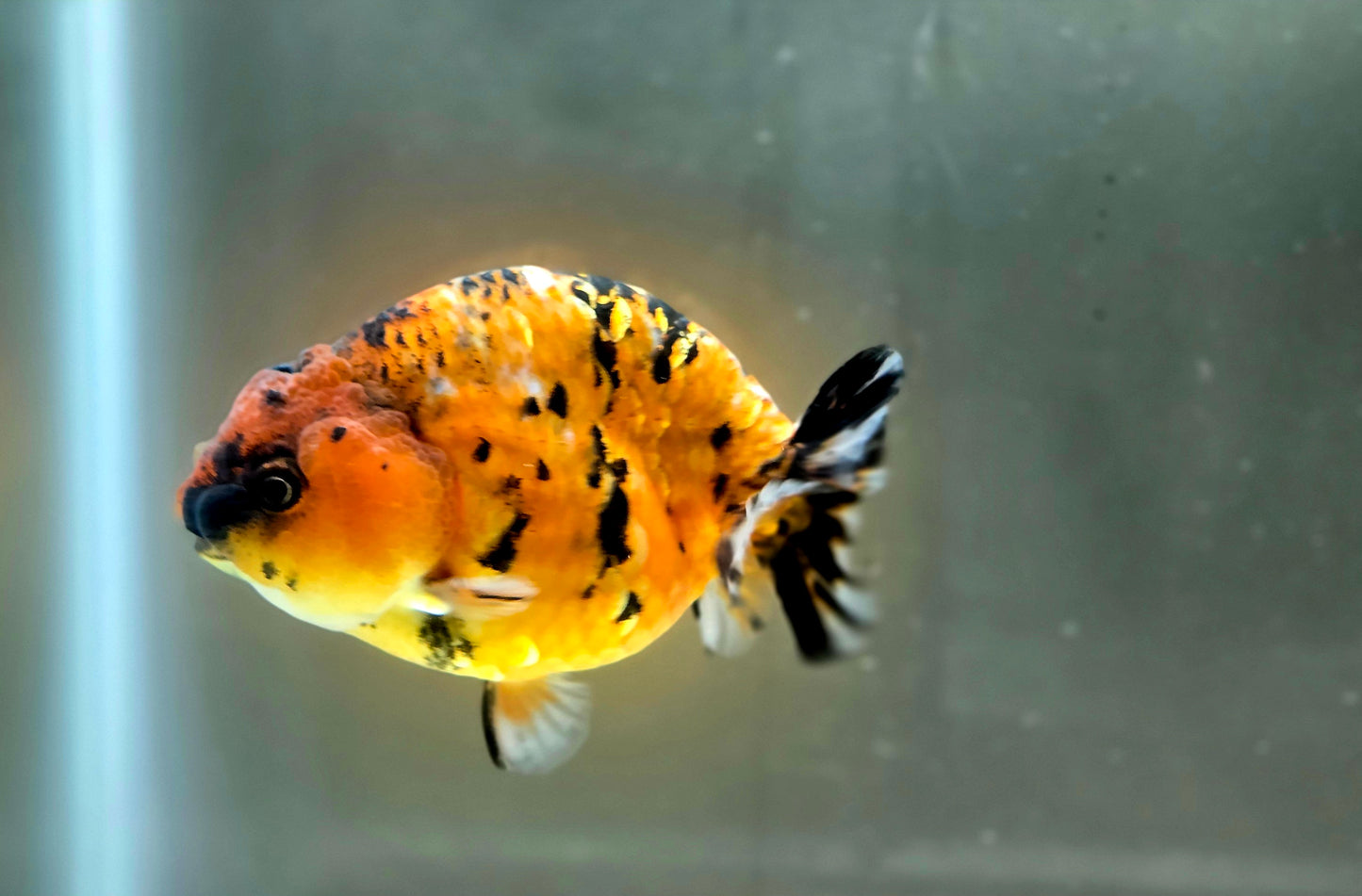HQ Ranchu July2663 T2