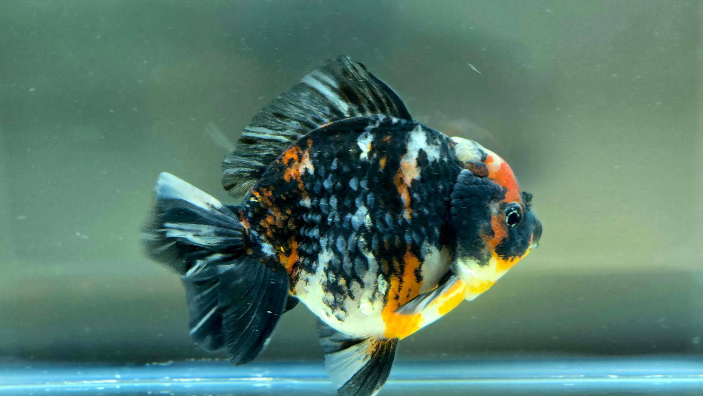 VHQ Jumbo Calico Oranda July2609 T5