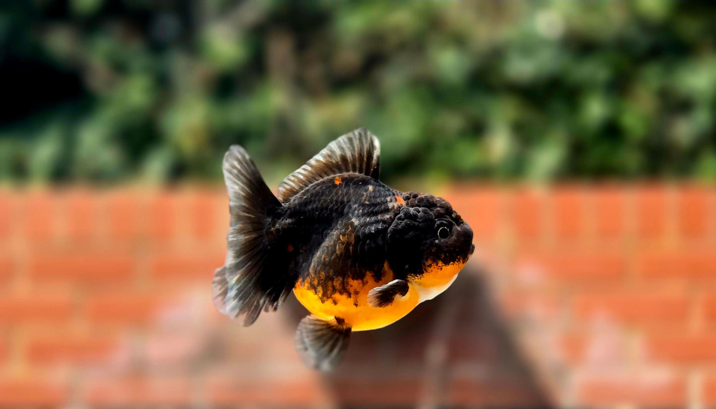 HQ Shogun Oranda July2669 C3