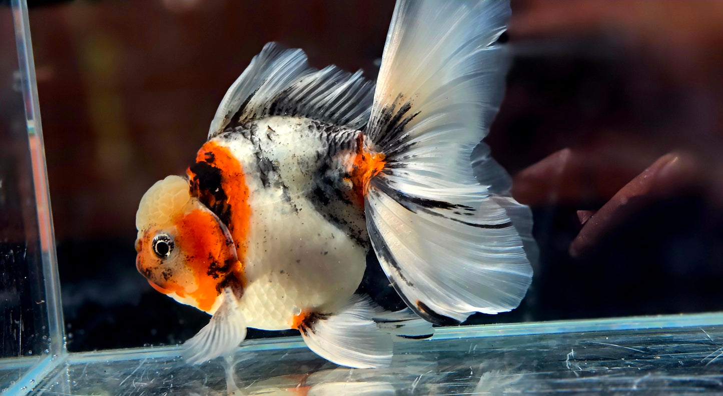 VHQ Jumbo Calico Oranda July2603 P