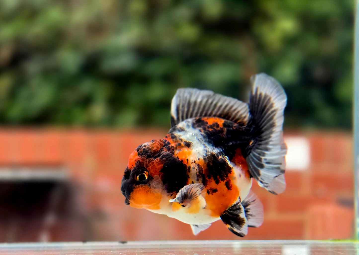 HQ Shogun Oranda July2665 C3