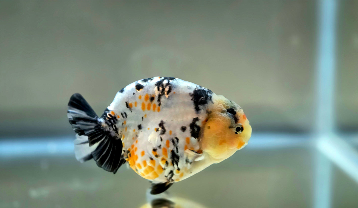 HQ Ranchu July2656 T2