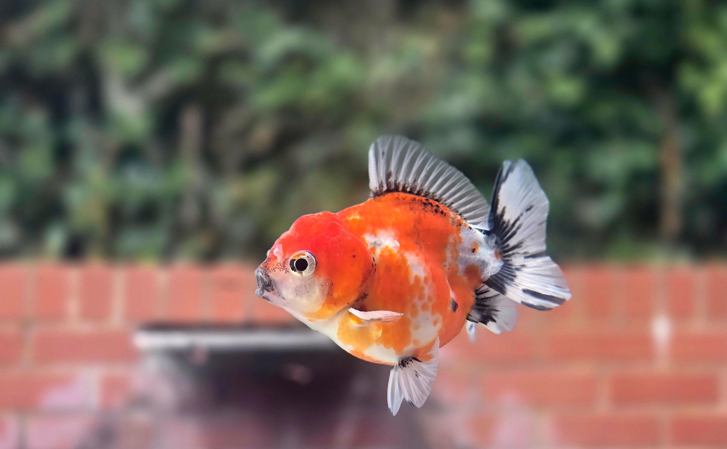 HQ Shogun Oranda July2664 C3