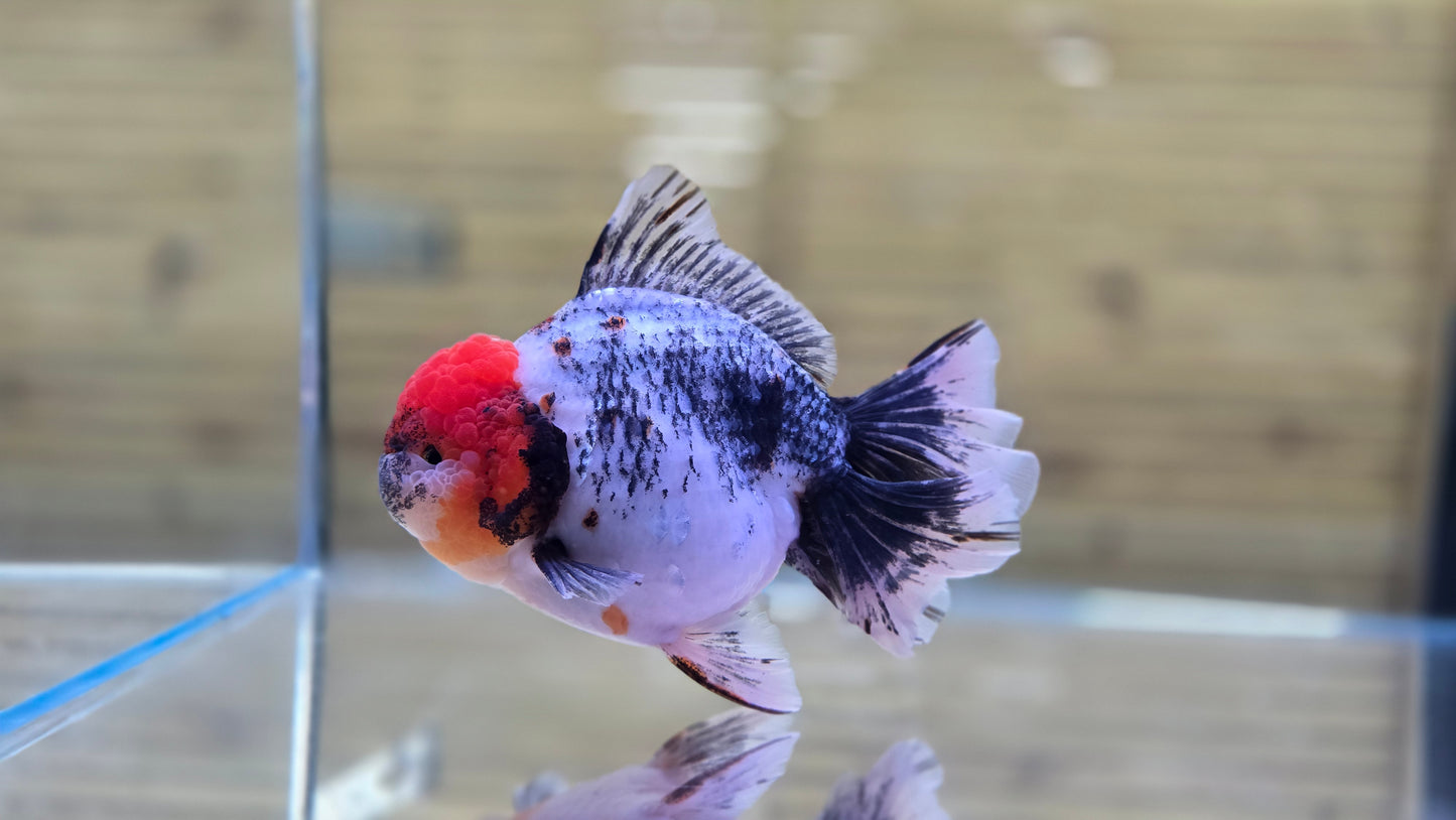 Jumbo Oranda J26008