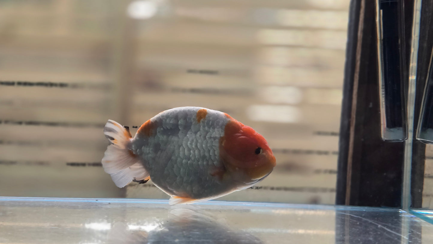 Ranchu J26049
