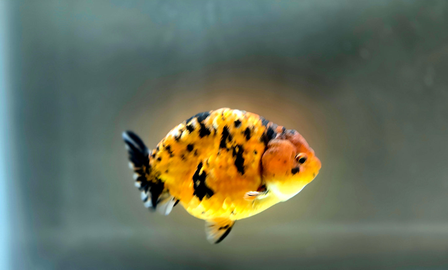 HQ Ranchu July2663 T2