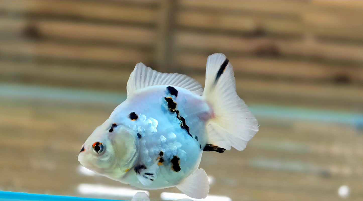 Calico Oranda May007