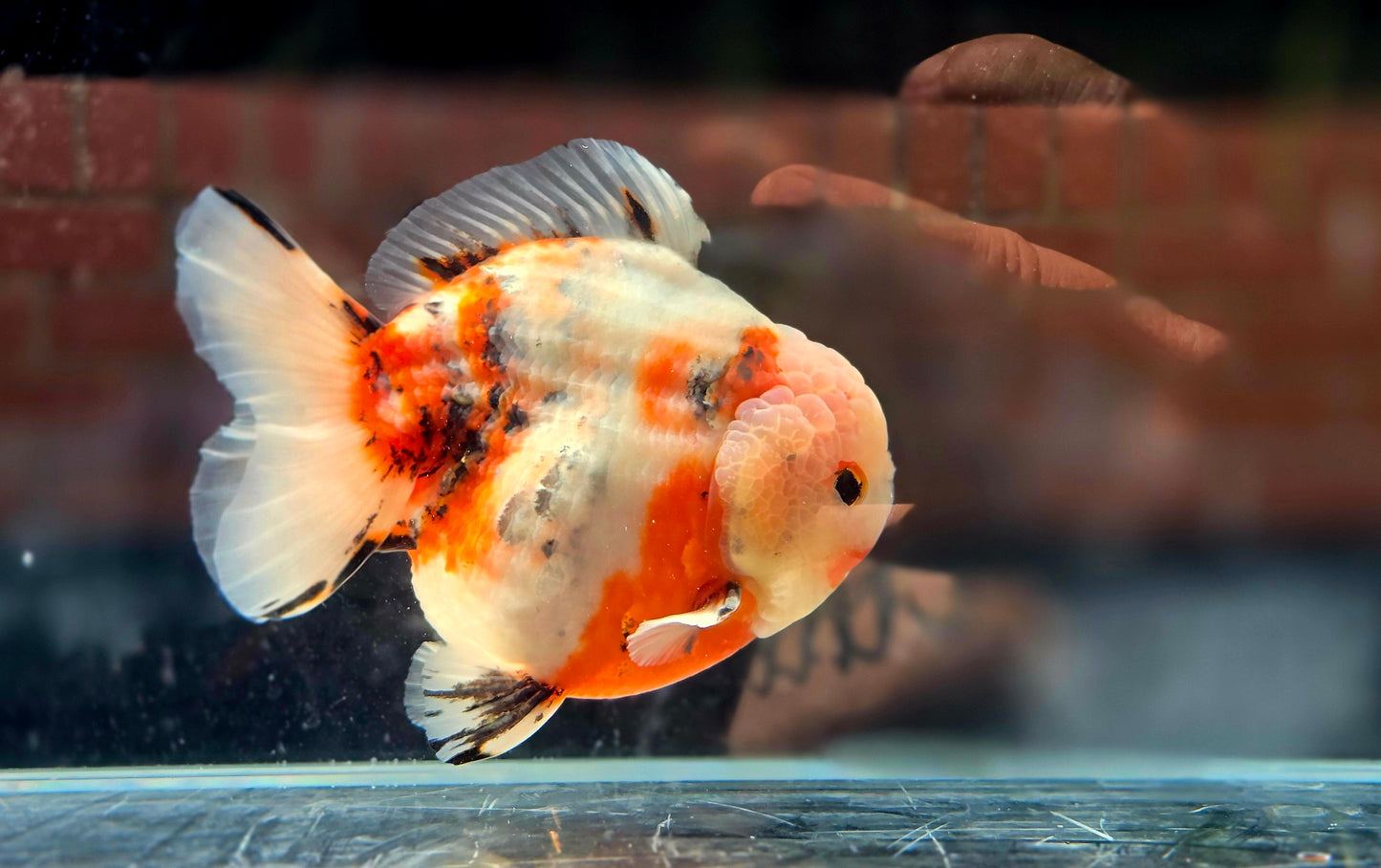 VHQ Jumbo Calico Oranda July2606 P