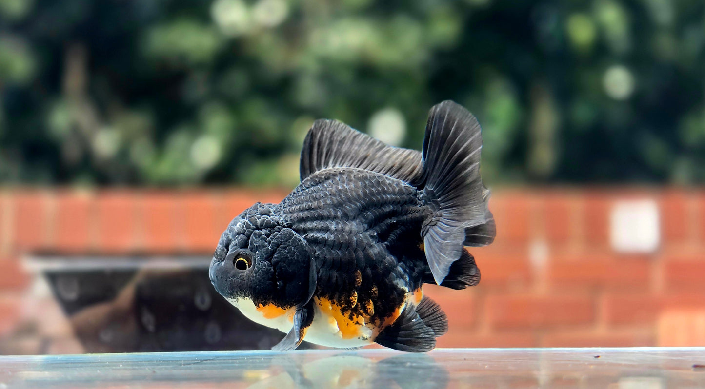 HQ Shogun Oranda July2654 C3