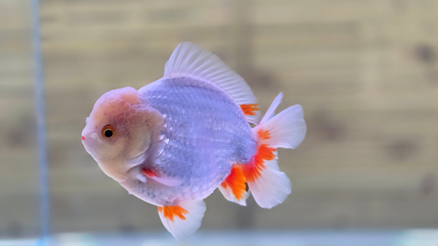Jumbo Oranda J26012