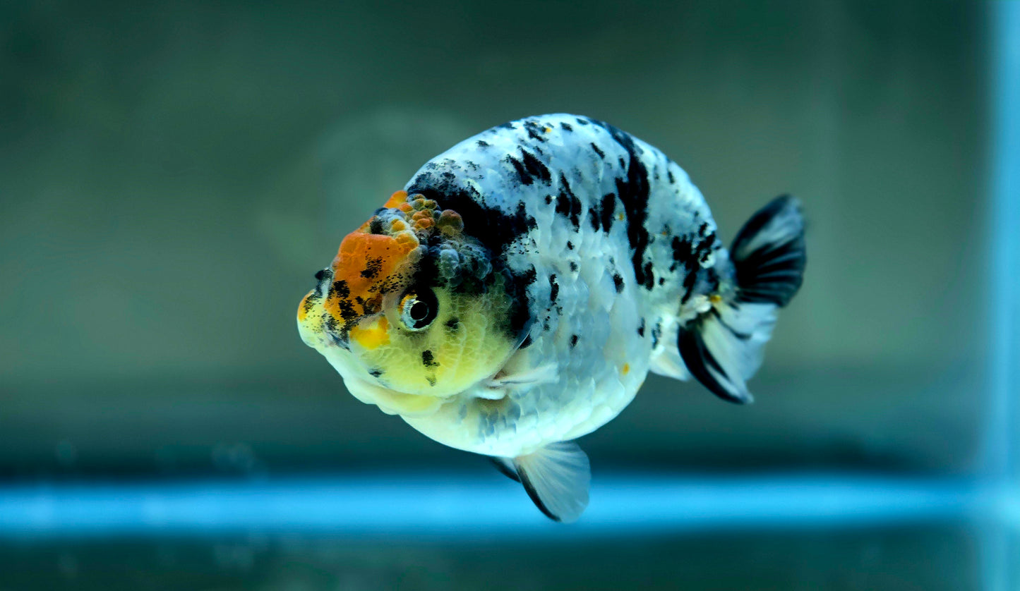 HQ Ranchu July2622 T1