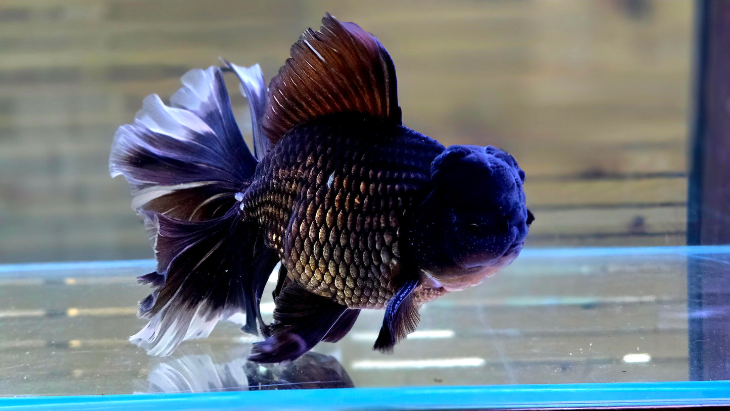 Oranda J26042