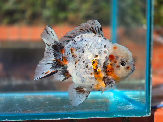 HQ Oranda Aug003